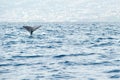 Sperm whale preparing for a deep dive