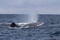 sperm whale produces a fountain spring sunny
