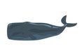 Sperm Whale Sea Arctic Animal, Wild Polar Marine Mammal Cartoon Vector Illustration Royalty Free Stock Photo