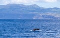 Sperm whale showing fluke, Azores travel destination Royalty Free Stock Photo
