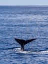 Sperm whale showing fluke, Azores travel destination Royalty Free Stock Photo