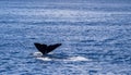 Sperm whale showing fluke, Azores travel destination Royalty Free Stock Photo
