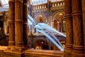 Sperm whale skeleton in museum