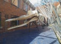 sperm whale skeleton in Luebeck