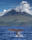 Esperma ballena en de volcán 