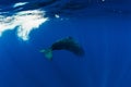 Sperm whale swim in Indian ocean, near Mauritius Royalty Free Stock Photo