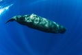 Sperm whale swimming in blue ocean