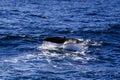 Sperm whale tail before dive Royalty Free Stock Photo