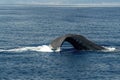 sperm whale tail diving in mediterranean Royalty Free Stock Photo