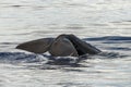 Sperm Whale tail while going down at sunset Royalty Free Stock Photo