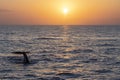 Sperm Whale tail going down at sunset Royalty Free Stock Photo