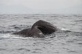 Sperm whale tail Royalty Free Stock Photo