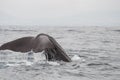 Sperm whale tail Royalty Free Stock Photo