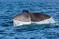 The sperm whale tail in the ocean Royalty Free Stock Photo