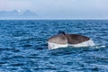 The sperm whale tail in the ocean Royalty Free Stock Photo
