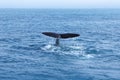 Sperm Whale tail. Royalty Free Stock Photo