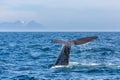 The sperm whale tail with water spray in the ocean Royalty Free Stock Photo