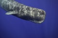 Sperm Whale Underwater Royalty Free Stock Photo