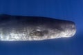 sperm whale underwater in the ocean Royalty Free Stock Photo