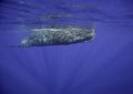 Sperm Whale Royalty Free Stock Photo