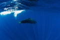 Sperm whales in blue ocean at Mauritius Royalty Free Stock Photo