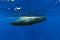 Sperm whales swim in blue ocean Mauritius Royalty Free Stock Photo