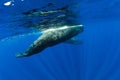 Sperm whales swim in blue ocean Mauritius Royalty Free Stock Photo