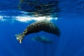 Sperm whales swimming in blue ocean, Mauritius Royalty Free Stock Photo