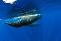 Sperm whales swimming in blue ocean, Mauritius Royalty Free Stock Photo