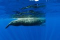 Sperm whales swimming in blue ocean, Mauritius Royalty Free Stock Photo