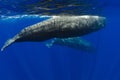 Sperm whales swims in the blue ocean Royalty Free Stock Photo
