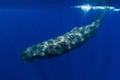 Sperm whales swims in the blue ocean Royalty Free Stock Photo