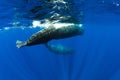 Sperm whales swimming underwater in ocean, Mauritius island Royalty Free Stock Photo