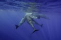 Sperm Whales Underwater