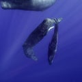 Sperm Whales Underwater Royalty Free Stock Photo