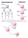 Spermatogenesis and Oogenesis