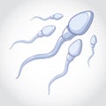 Spermatozoa