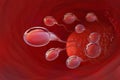 Spermatozoa rush to victory. Movement through the fallopian tubes