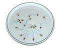 Spermatozoans in Petri dish, concept for artificial fertilization