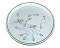 Spermatozoans in Petri dish, concept for artificial fertilization