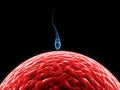 Spermatozoon, floating to ovule Royalty Free Stock Photo