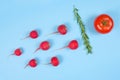 Spermatozoon swimming toward the egg isolated on blue background. Human Sperm, crimson red radish, rosemary and red tomato Royalty Free Stock Photo