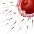 Spermatozoons Group Flowing Toward Female Ovum Egg