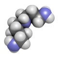 Spermidine molecule. 3D rendering. Atoms are represented as spheres with conventional color coding: hydrogen (white), carbon (grey