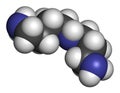 Spermidine molecule. 3D rendering. Atoms are represented as spheres with conventional color coding: hydrogen (white), carbon (grey