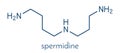 Spermidine molecule. Skeletal formula.