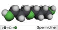 Spermidine molecule. It is triamine, polyamine formed from putrescine. Molecular model. 3D rendering