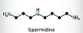 Spermidine molecule. It is triamine, polyamine formed from putrescine. Skeletal chemical formula