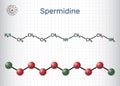 Spermidine molecule. Structural chemical formula and molecule model. Sheet of paper in a cage