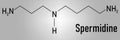 Spermidine polyamine compound molecule. Skeletal chemical formula.